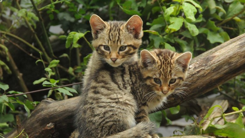 Wild cats Diego and Carla, © Nationalpark Thayatal