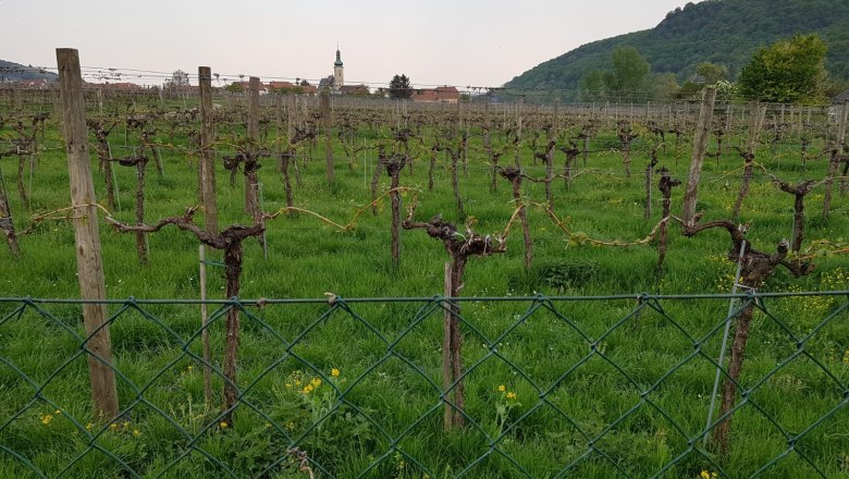 Vineyard with view to Loiben, &copy; G&auml;stezimmer Rolea