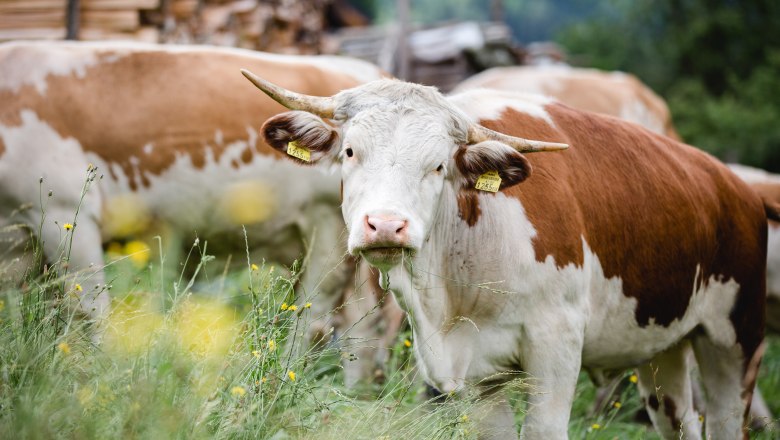 Ennstal mountain pinto, &copy; Sandra Wagner