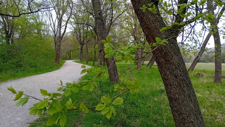 Path through the park