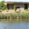 A modern building on the banks of a pond with reeds and a duck in the water.