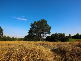 Feld, © Johannes Heißenberger