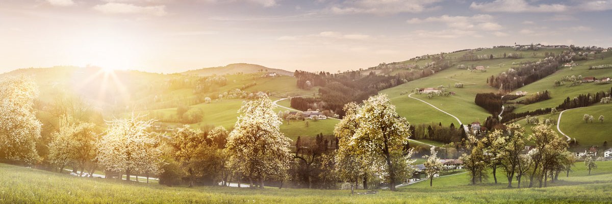 Sea of white blossoms along the Most Road, © Niederösterreich-Werbung/Michael Liebert