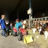 Children play in the barn with toy tractors next to cows.