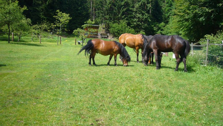 Koppel horse farm, &copy; Pferdehof Kurzmann