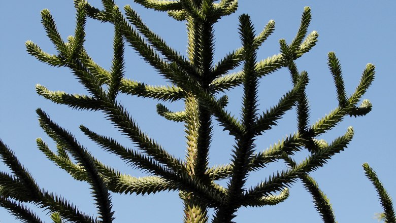 Detailed view, © Marianne Wenighofer