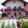 Farmhouse with purple tulips in the foreground.