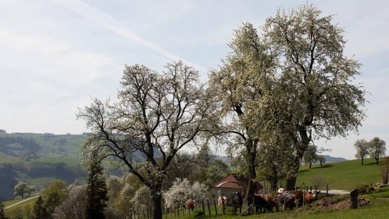 Photo point Mostviertel, © schwarz-koenig.at