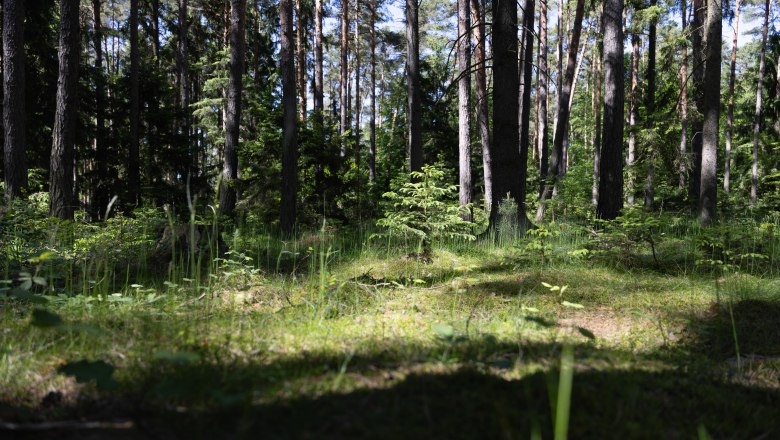 A sun-drenched forest with tall trees and green undergrowth.