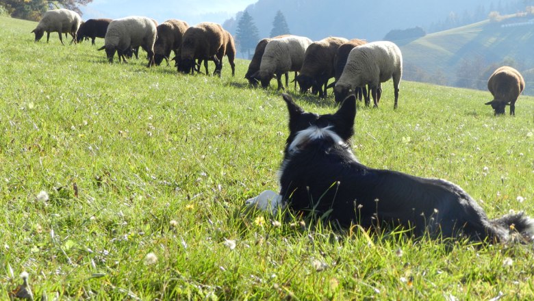 Watching Amy the dog in action, © Einkehrhof Poggau