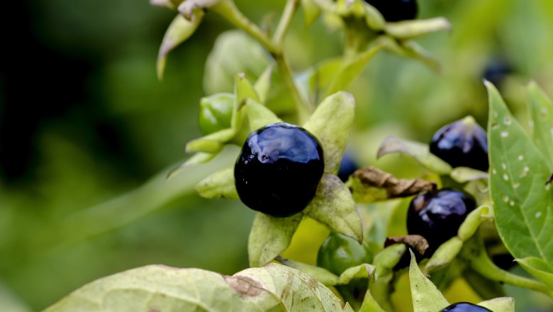 Belladonna., © iStock_Werner_Meidinger