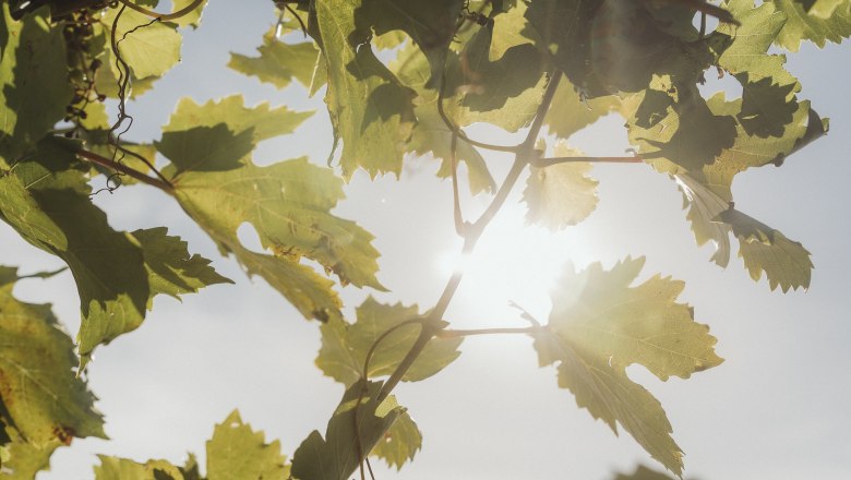 Vine leaves in the sunlight with a blue sky in the background.