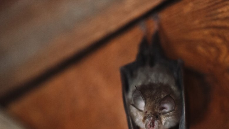 Close-up of a bat hanging upside down on a wooden surface.