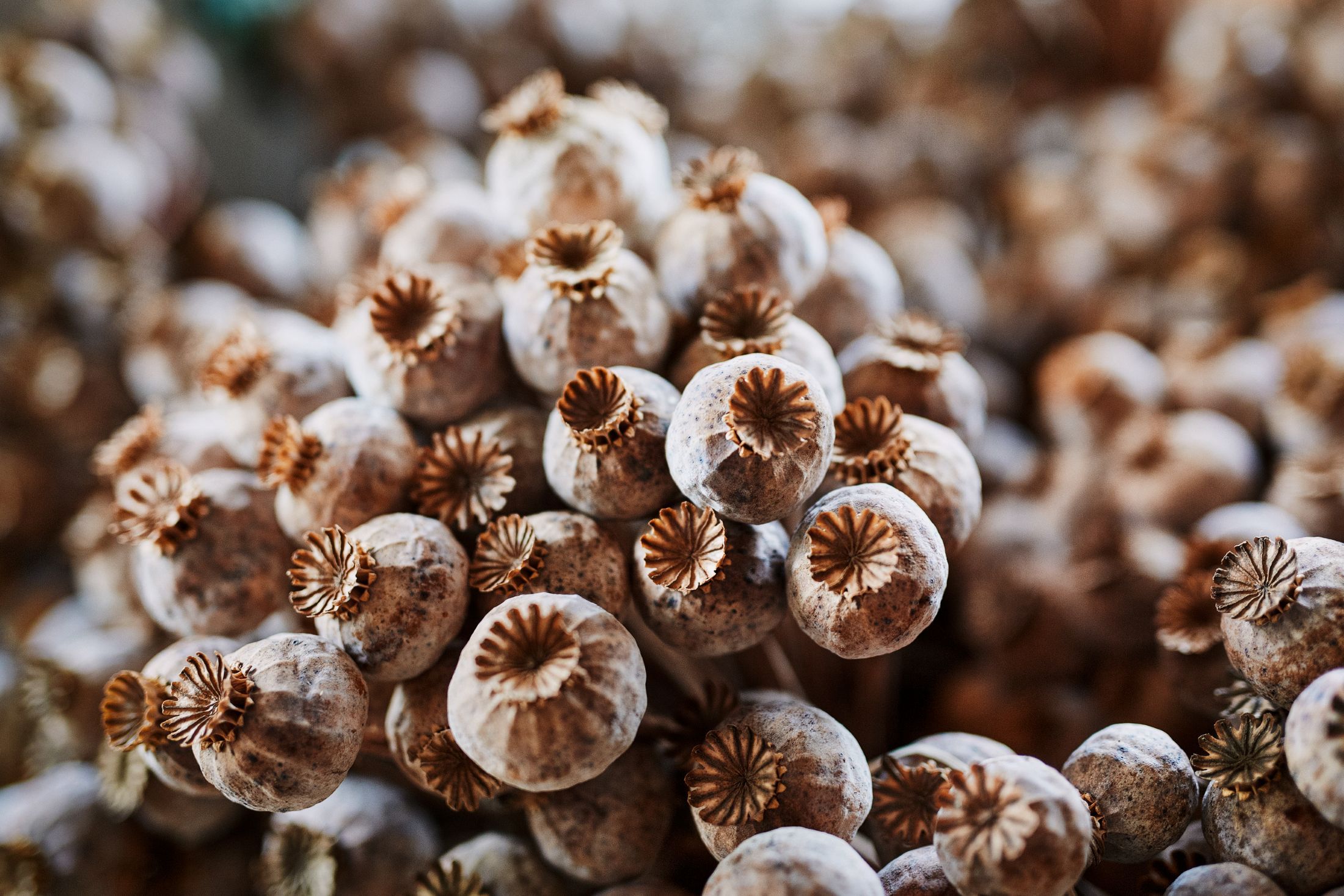 Close-up of dried poppy capsules.