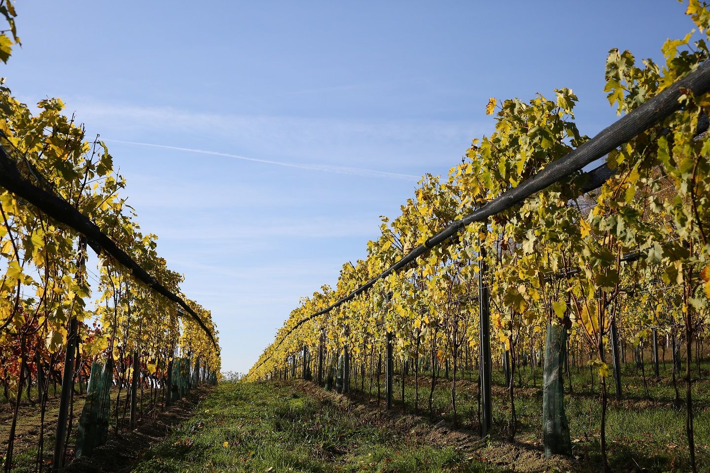 Vines in a vineyard with a blue sky in the background.