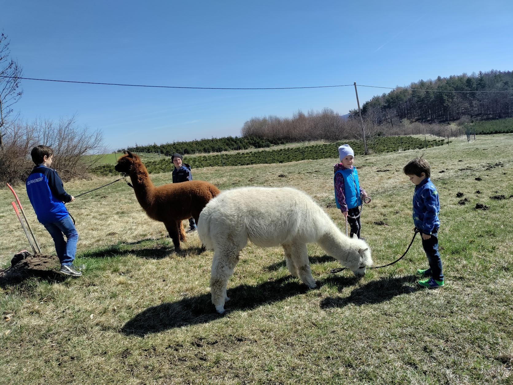 Children take alpacas for a walk in a meadow.