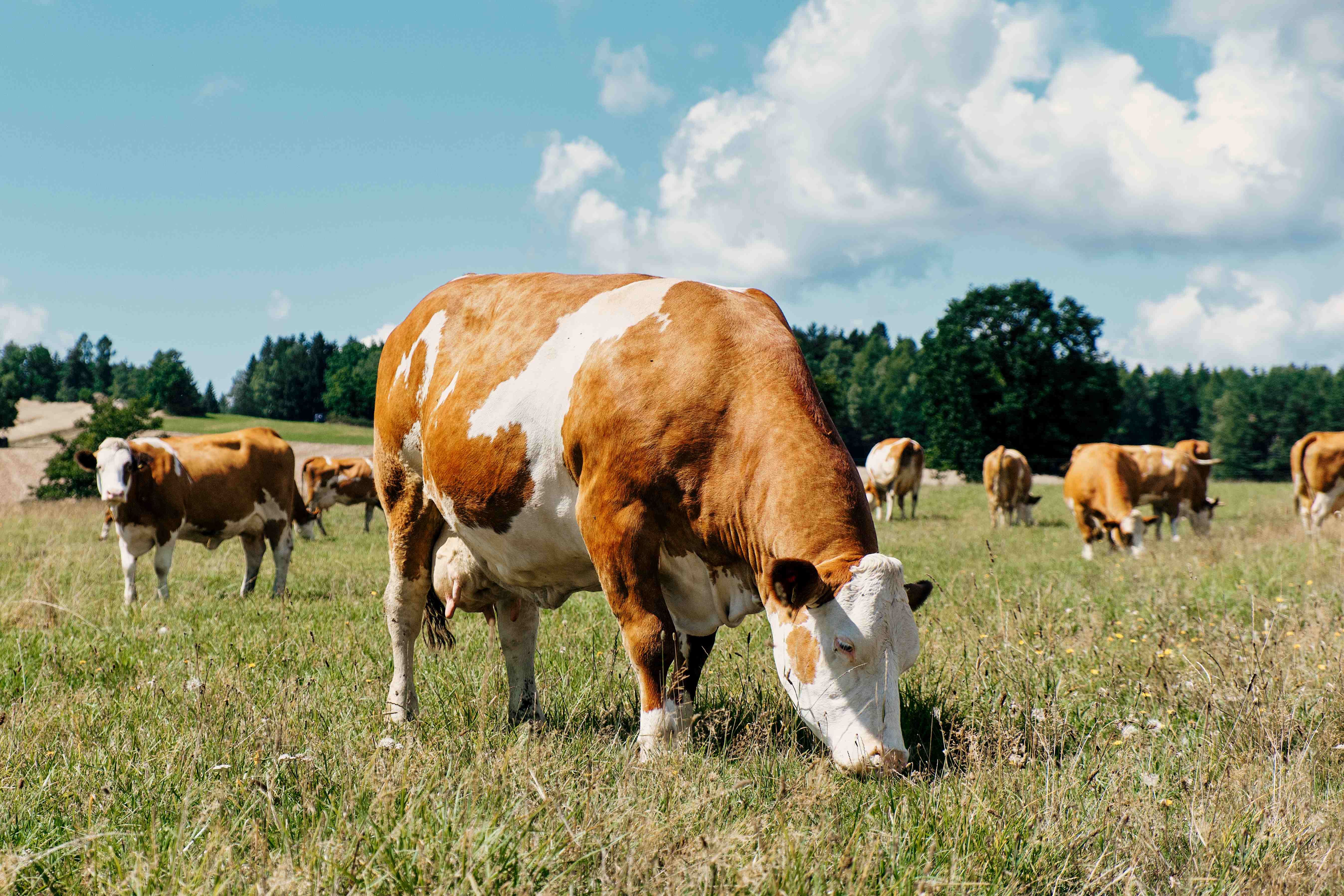 Our organic cows on the pasture