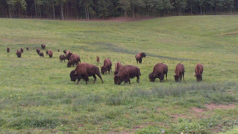A herd of bison graze on a green meadow in front of a forest.