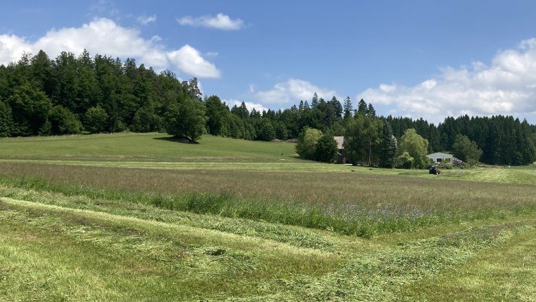 Green meadow with forest in the background and blue sky.