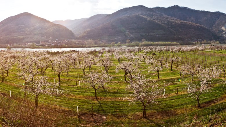 Apricot blossom in Schwallenbach, © Michael Liebert