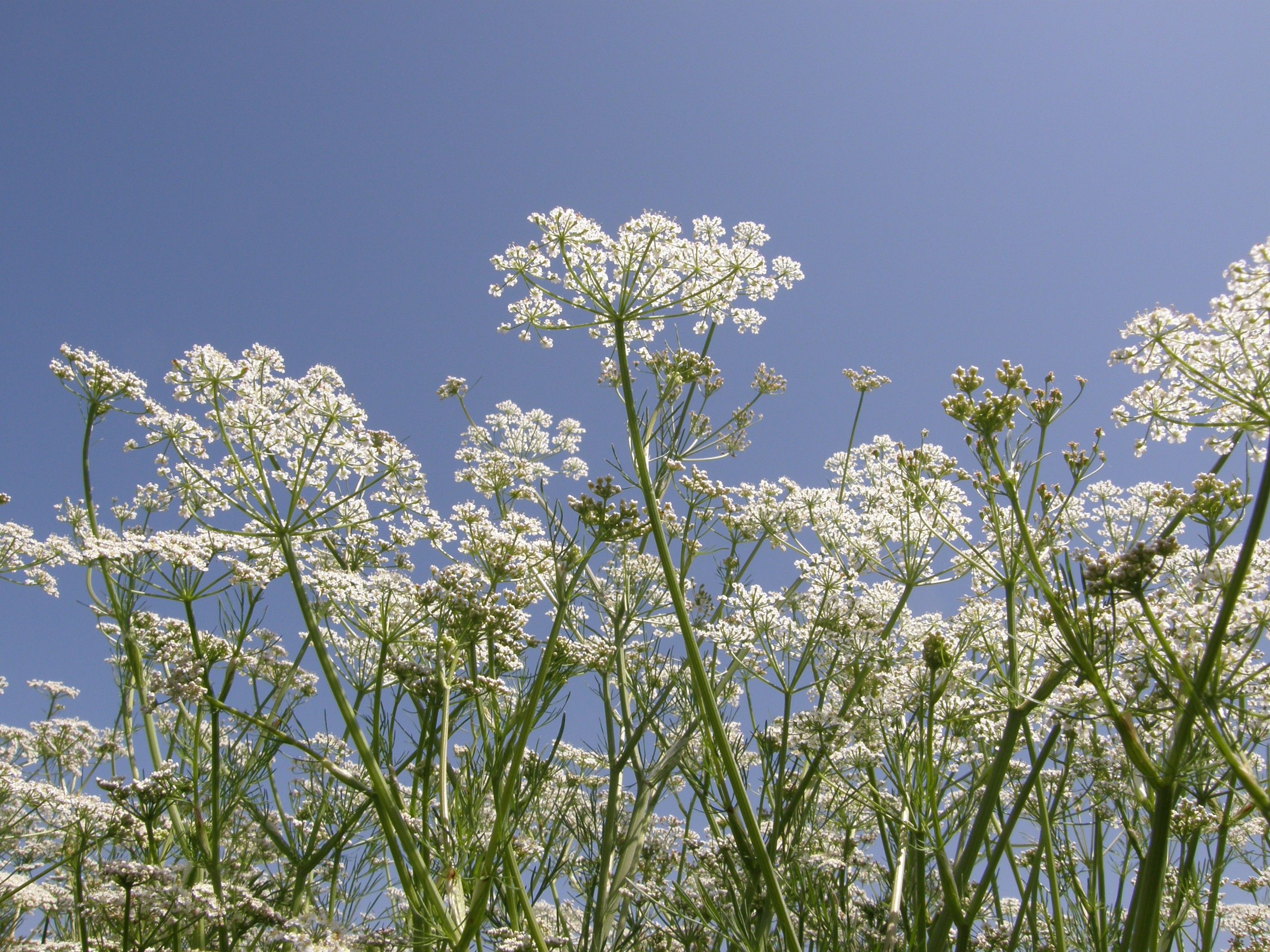 White flowers photographed from below against a blue sky.