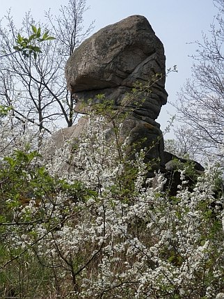A large rock in the shape of a head, surrounded by flowering bushes in spring.