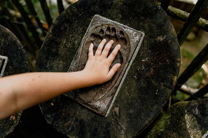 A child's hand lies on a bear's paw print in a log.