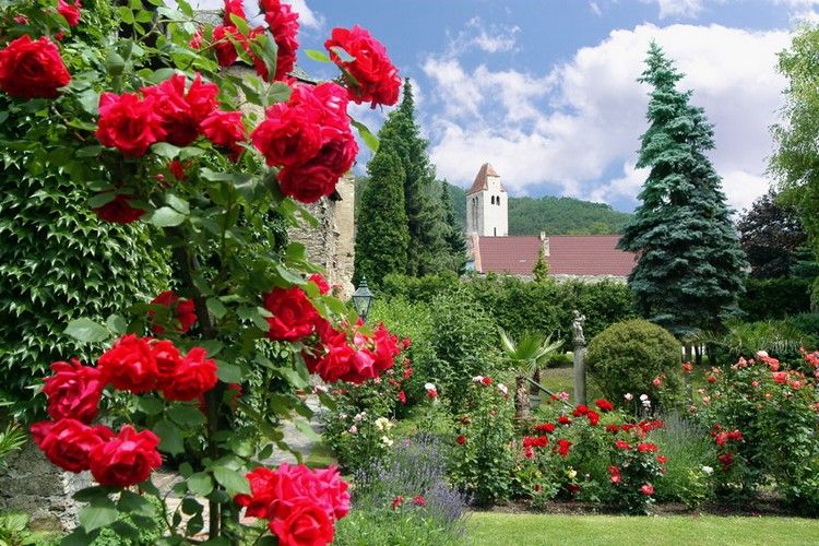 Red roses bloom in a monastery garden with a church in the background.