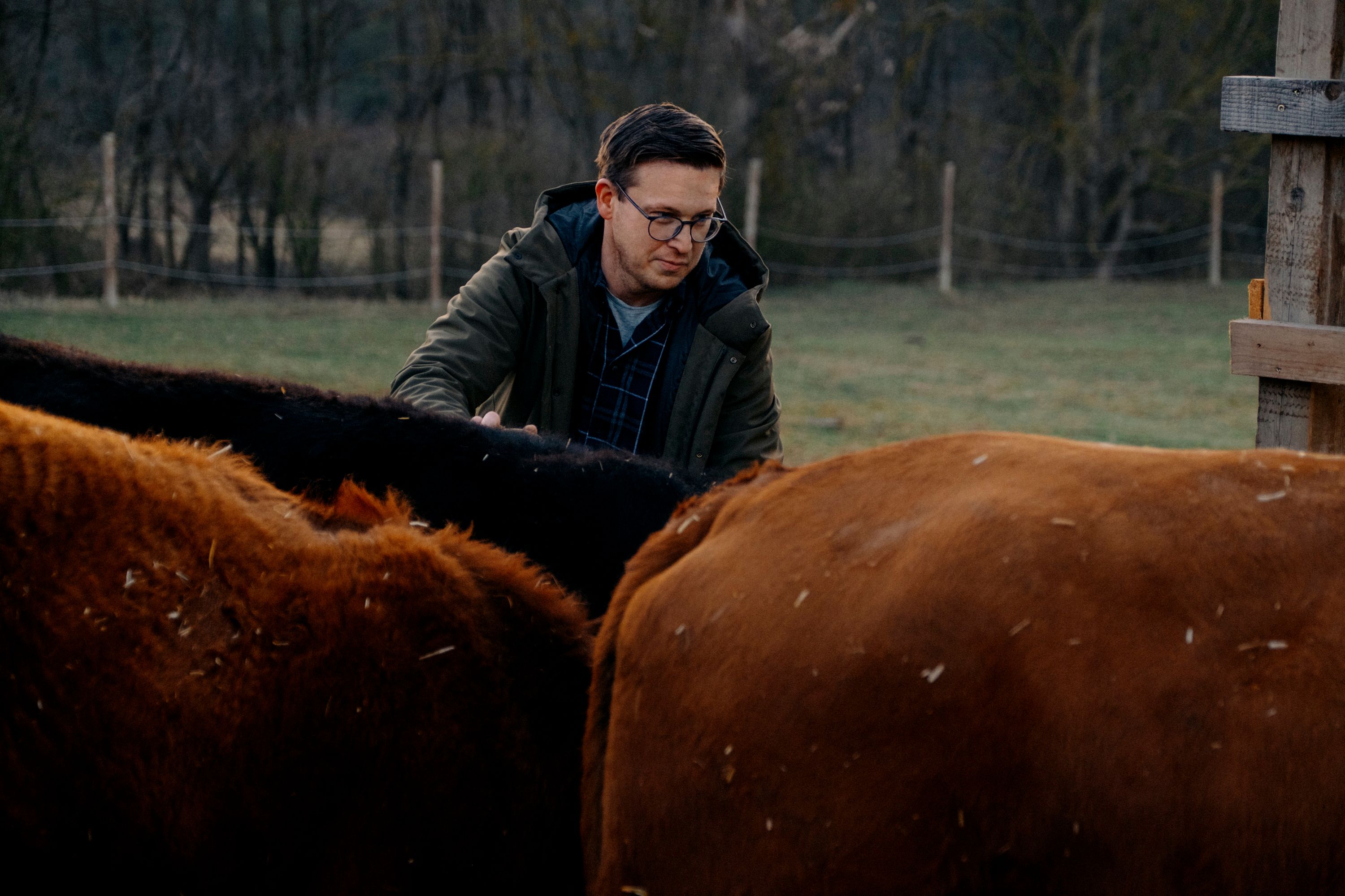 A man in a green jacket stroking cattle in a pasture.