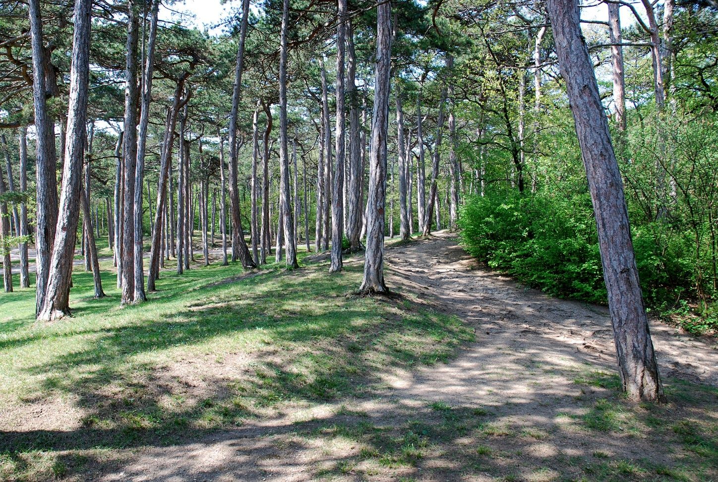 Forest section in the Bad Vöslau spa gardens