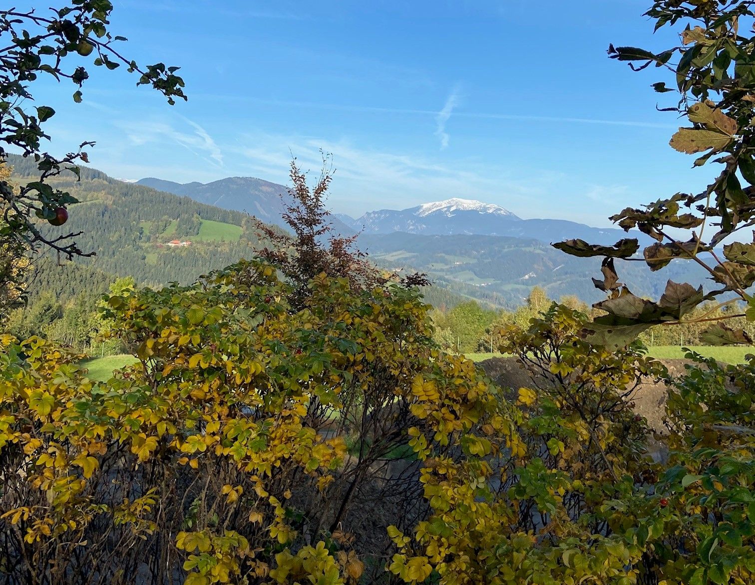 View of the Schneeberg in the distance, surrounded by autumnal trees and shrubs in the foreground.