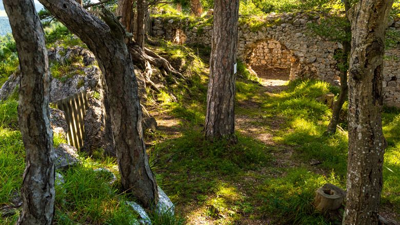 Ruin wall with archway in the forest, surrounded by trees and grass.