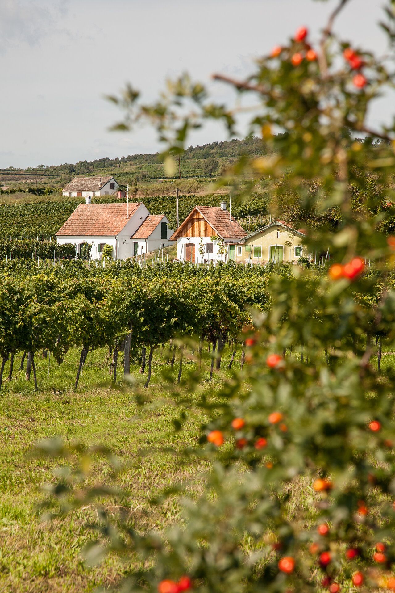 Stetteldorf Castle looms on the edge of the Wagram