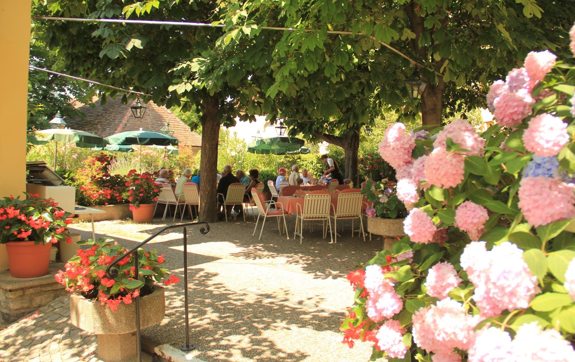 A garden with blooming hydrangeas and people sitting at tables under trees.