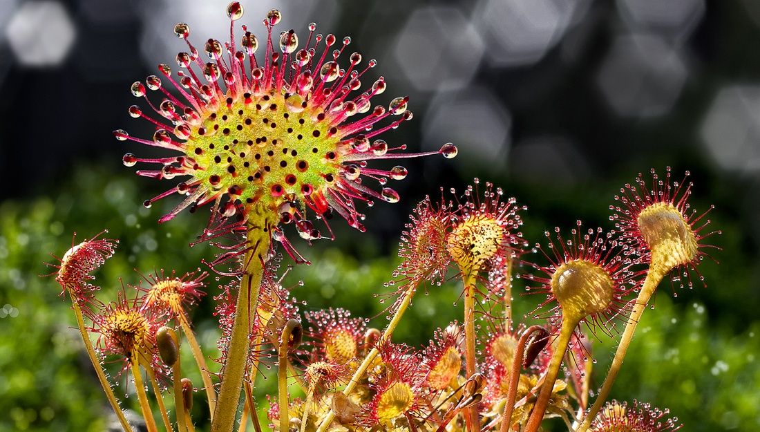 Round-leaved sundew in the Heidenreichstein Moor Nature Park