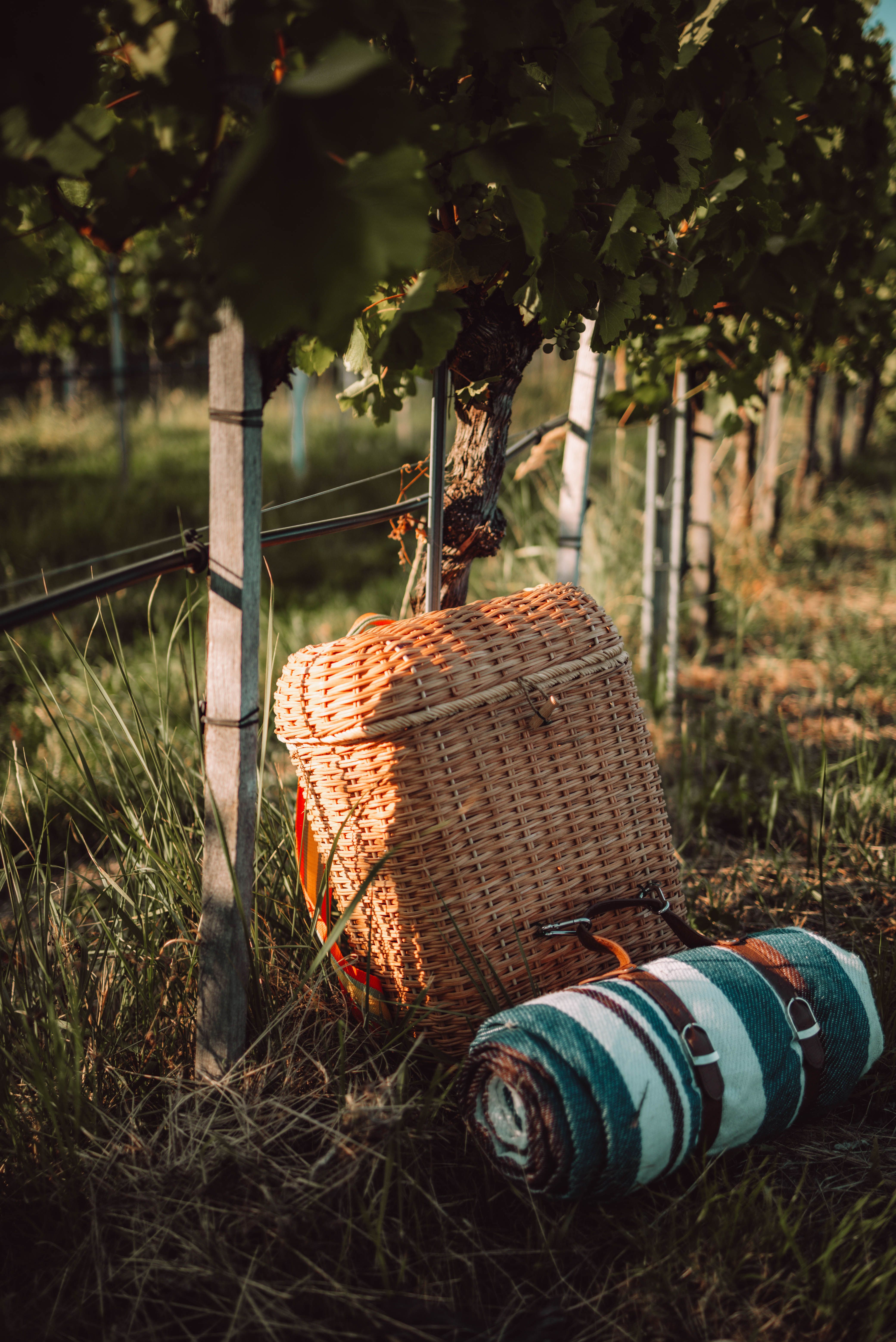 Ein Picknick-Rucksack lehnt entspannt an einem Weinstock, umgeben von der sanften Schönheit der Weinberge. Die warmen Sonnenstrahlen tauchen die Landschaft in ein goldenes Licht und laden dazu ein, die köstlichen Weine der Region zu genießen. Hier in der Wachau, wo die Donau sanft fließt, wird jeder Moment zum unvergesslichen Erlebnis.
