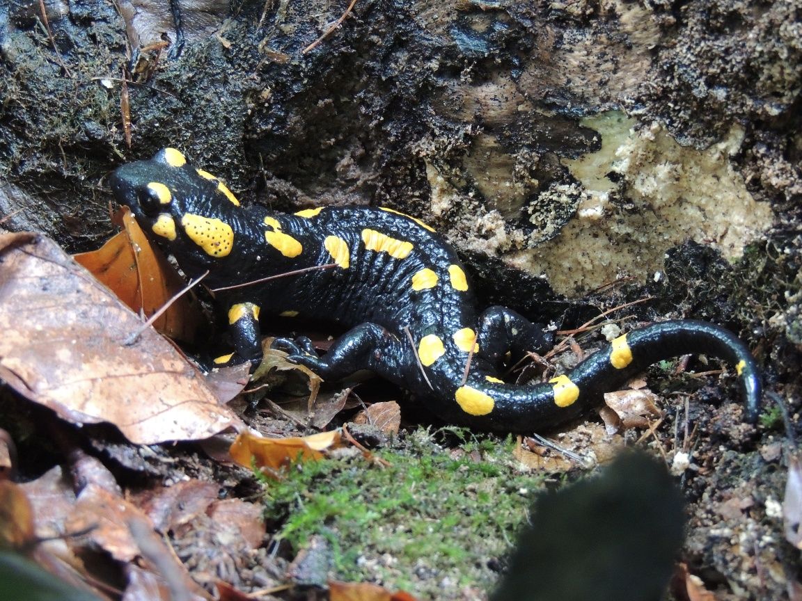 Fire salamander