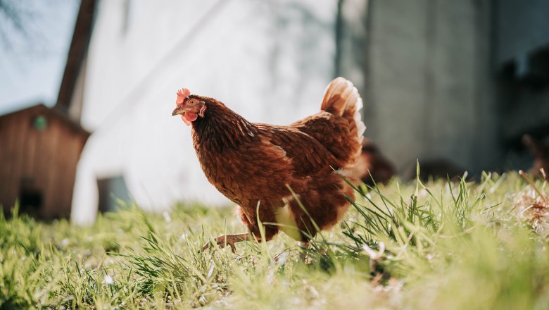 Chickens (1), &copy; MIKU.Media OG