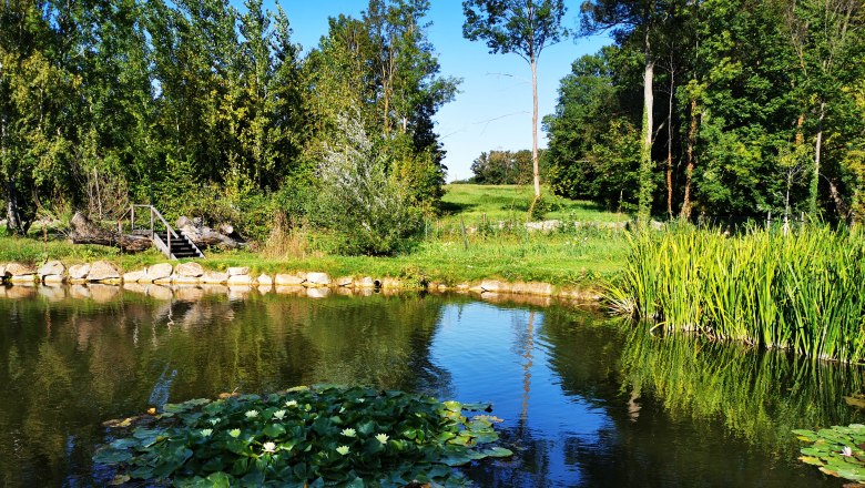 A pond with water lilies, surrounded by trees and reeds, under a clear blue sky.