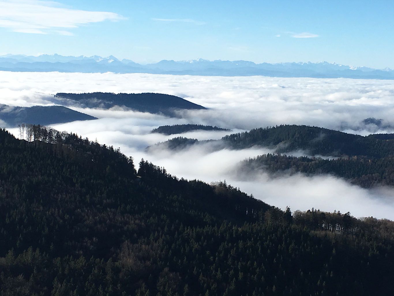 View from a mountain of wooded hills and a sea of clouds, with the Alps in the background.