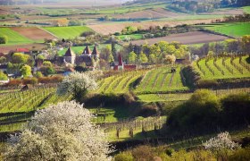 Landscape with vineyards, blossoming trees and a village in the background.
