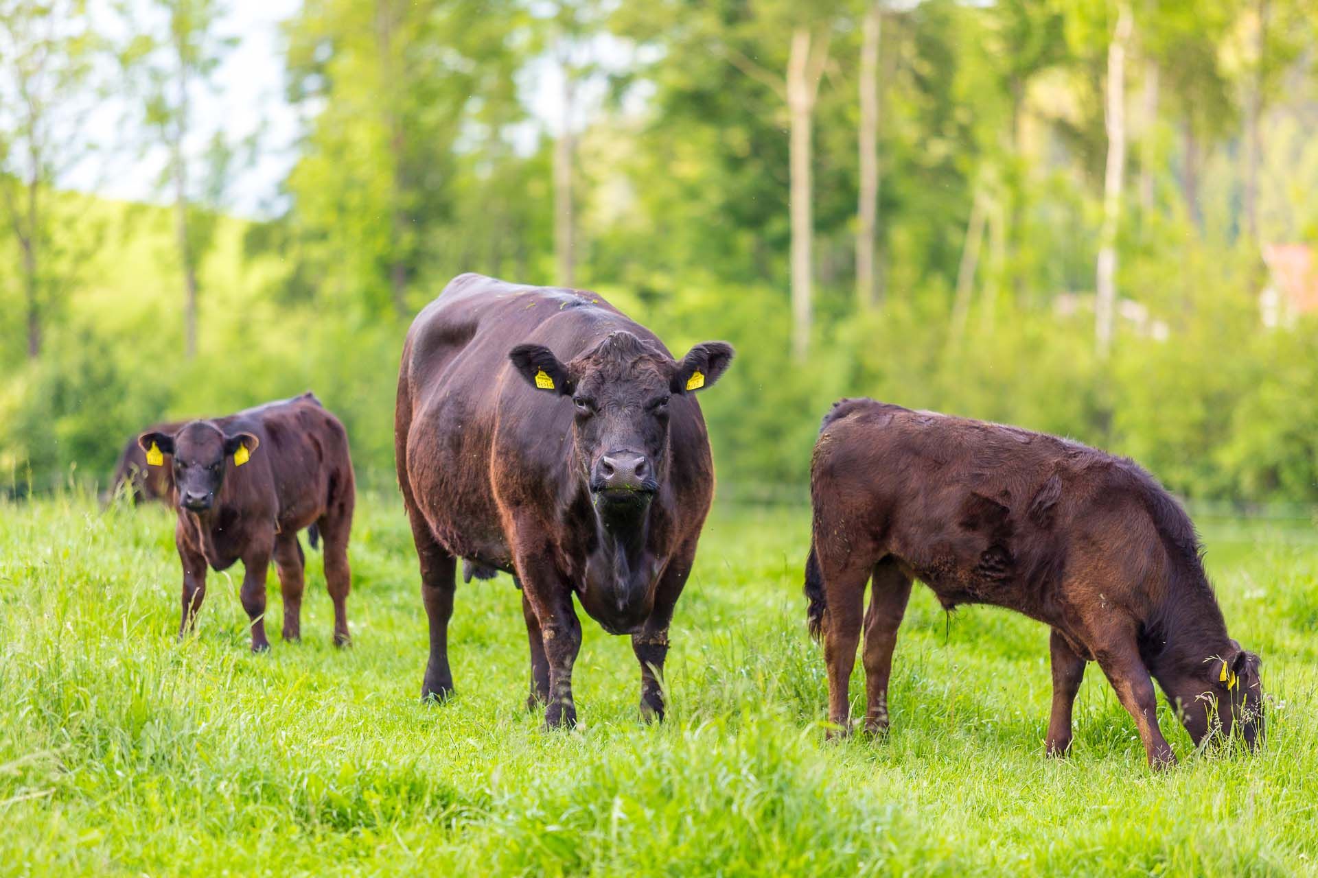 Three Angus cattle on a green meadow, surrounded by trees.