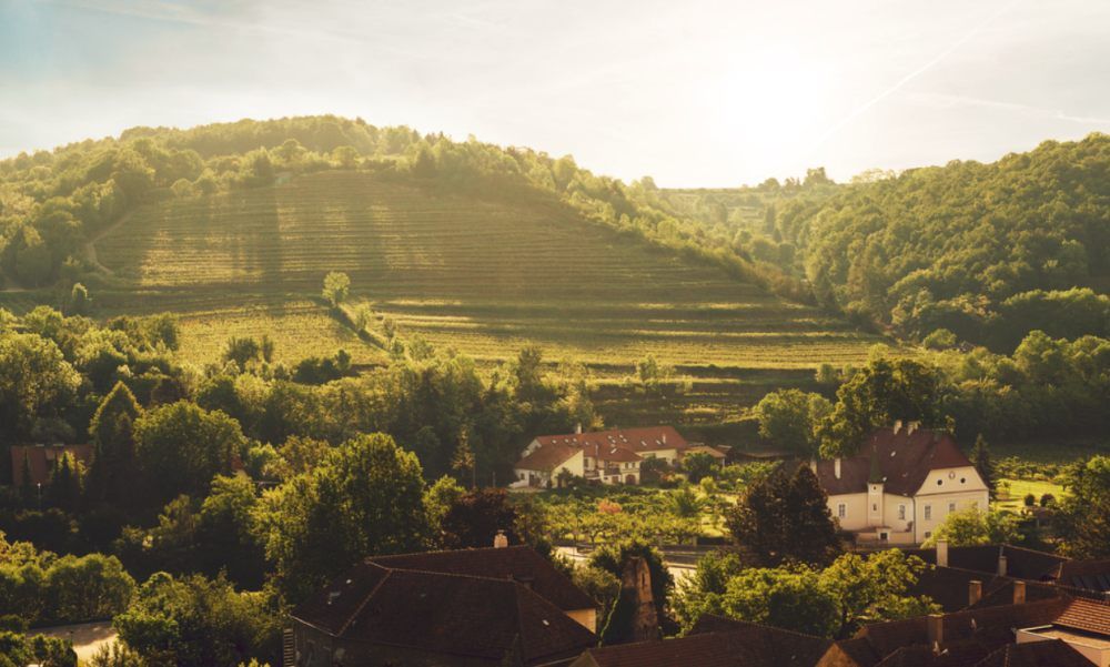 Winery in a hilly landscape with vineyards and buildings in the sunlight.