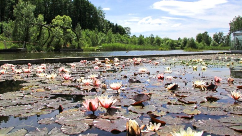 Seerosen im Wassergarten, © Sonja Eder
