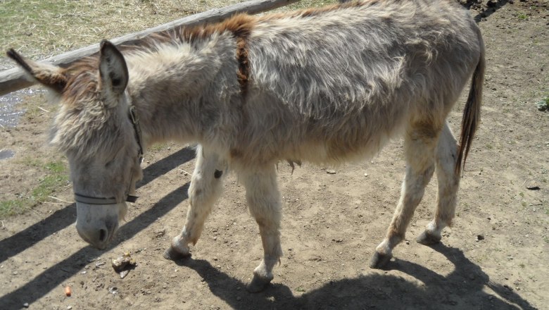 Heini the donkey, &copy; Fam. Himmelmayer