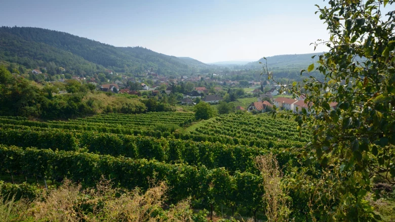 View of vineyards and a village in Kamp Valley ("Kamptal" in German), surrounded by hills and trees.