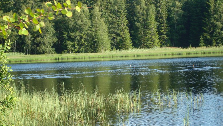 Bull pond, © Manfred Grill