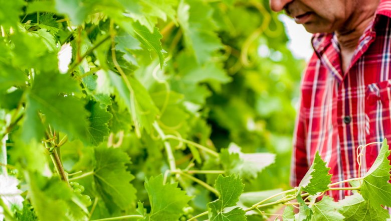 A man in a red checked shirt inspects green grapes on a vine.