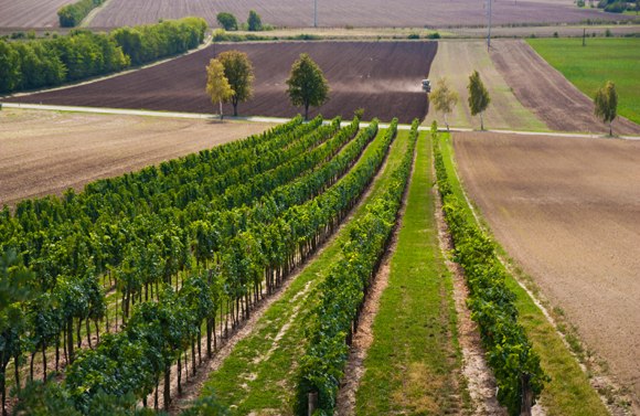 Vines in a vineyard with surrounding fields and trees.