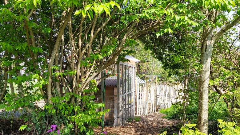 A garden path with wood chips, surrounded by green trees and purple flowers, leads to a small greenhouse.
